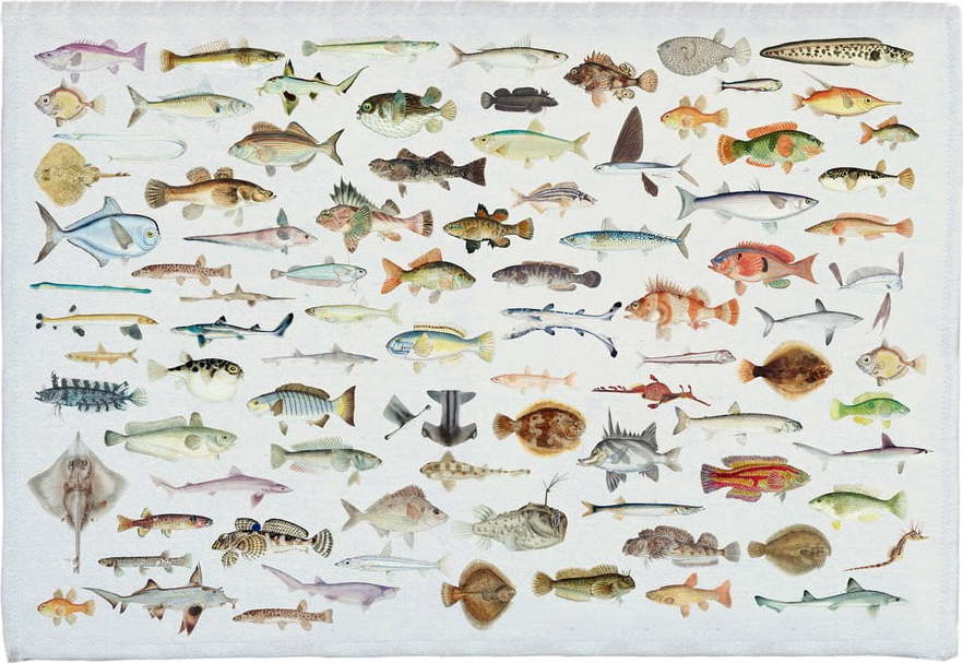 Koupelnová předložka 40x60 cm Fish in the Ocean – Really Nice Things Really Nice Things