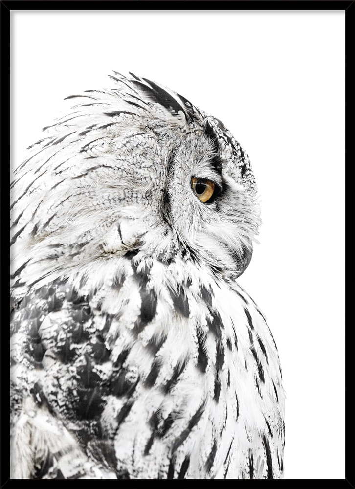 Plakát v rámu 50x70 cm Owl – Styler Styler